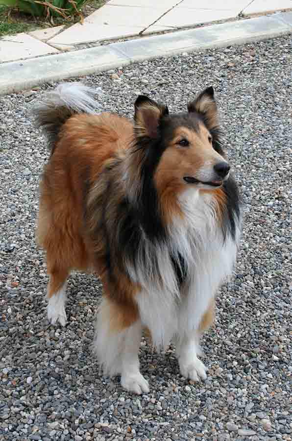 Evy, schotse collie