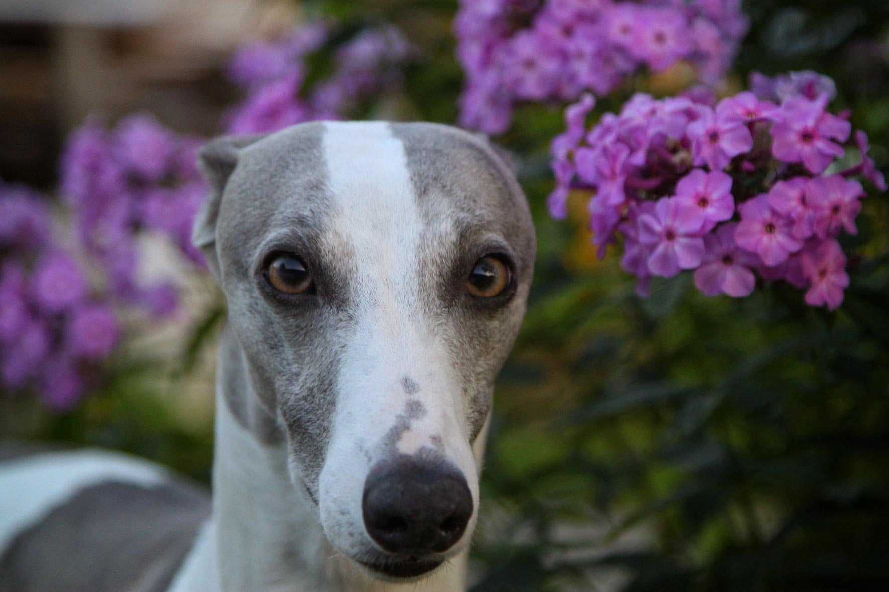 Russian Whippet